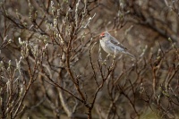 Cecetka belava - Acanthis hornemanni - Arctic Redpoll 2653